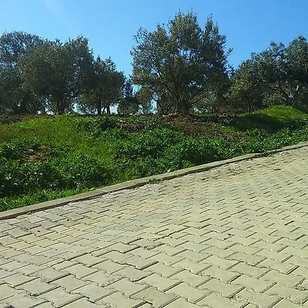 Apollon Didim